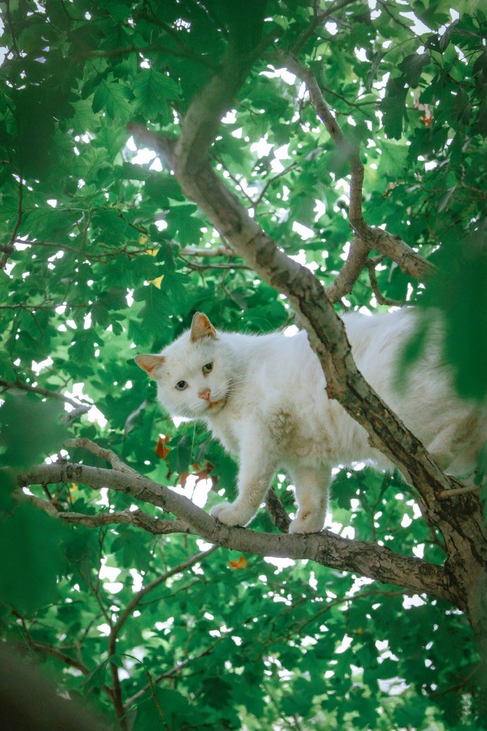 点击大图看下一张：喜欢爬树的猫咪图片