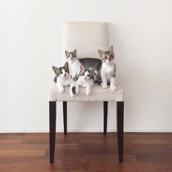 点击大图看下一张：四只超萌的小奶猫图片