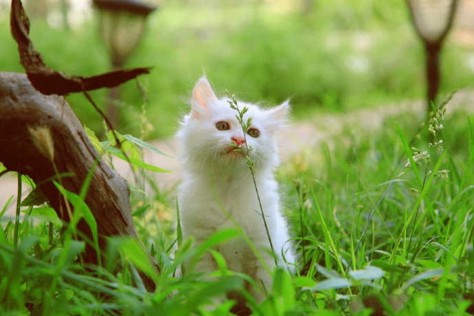 点击大图看下一张：花园里的猫猫摄影图片