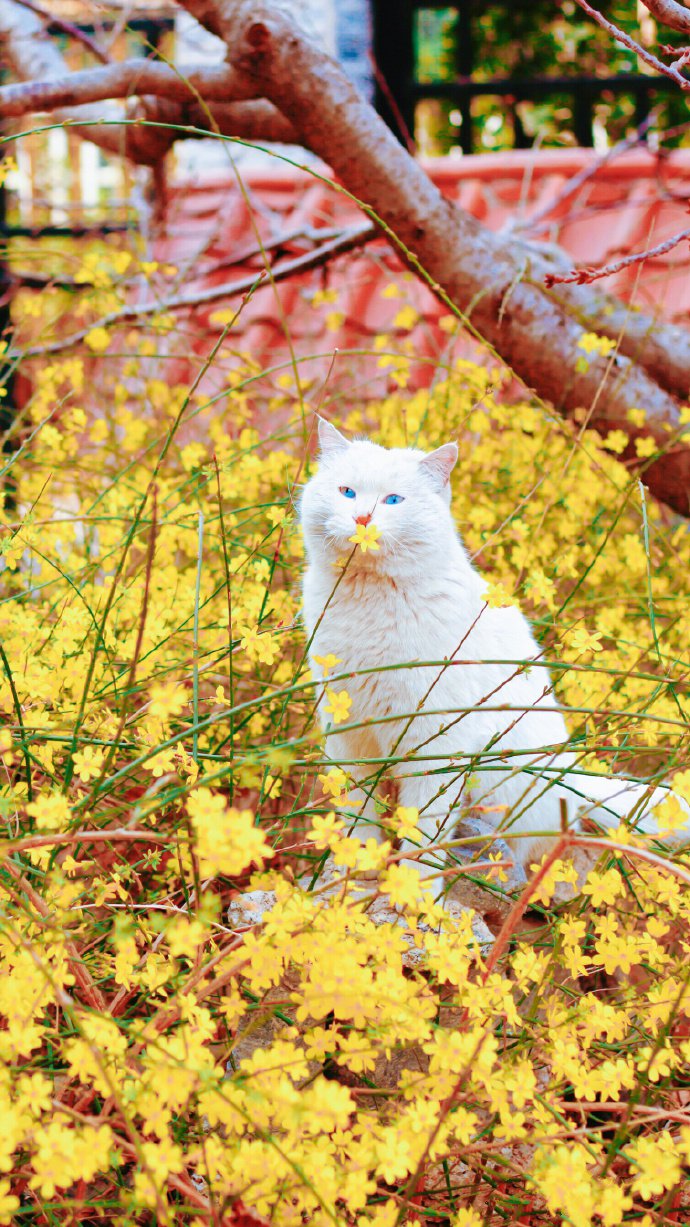点击大图看下一张：花园里的猫猫摄影图片