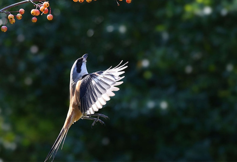 点击大图看下一张：飞翔着的伯劳鸟高清图片