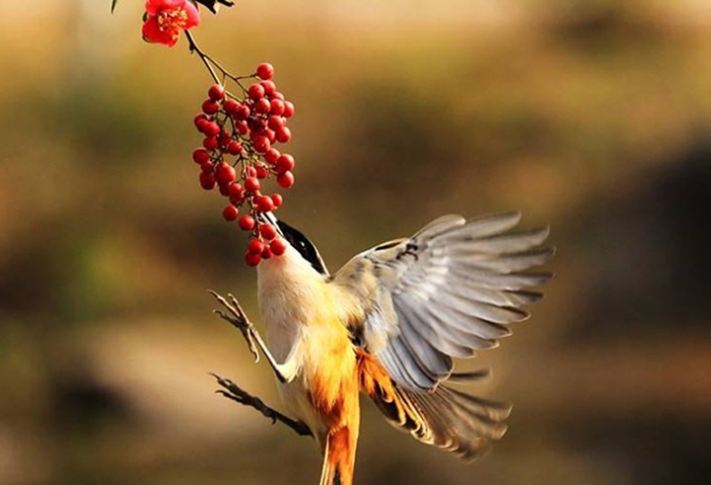 点击大图看下一张：飞翔着的伯劳鸟高清图片