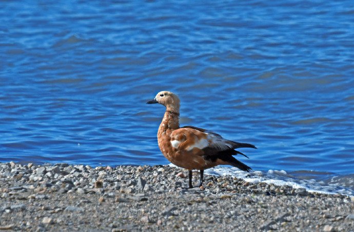 点击大图看下一张：青海湖边的鸟类摄影图片