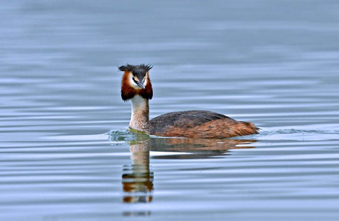 点击大图看下一张：青海湖边的鸟类摄影图片
