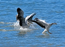 青海湖边的鸟类摄影图片