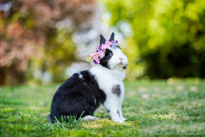 点击大图看下一张：带花环超可爱的黑白色小兔兔
