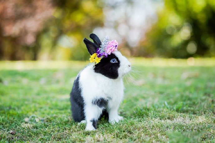 点击大图看下一张：带花环超可爱的黑白色小兔兔