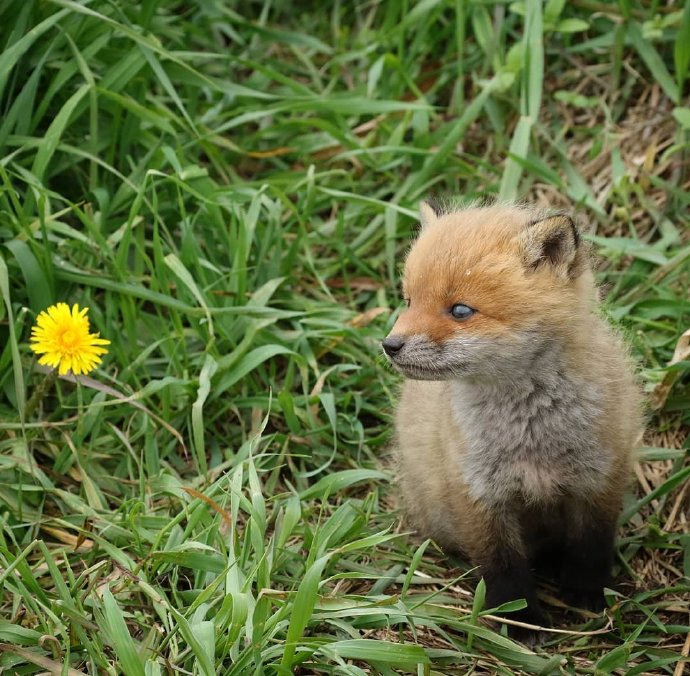 点击大图看下一张：对一朵小花情有独钟的小狐狸