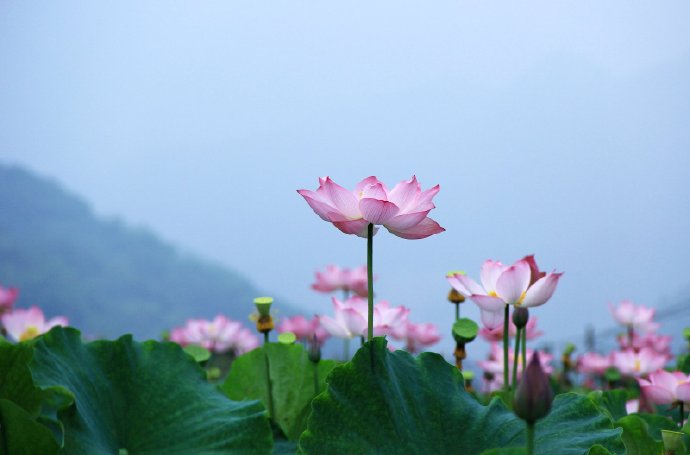 点击大图看下一张：云澹水容夕，雨微荷气凉