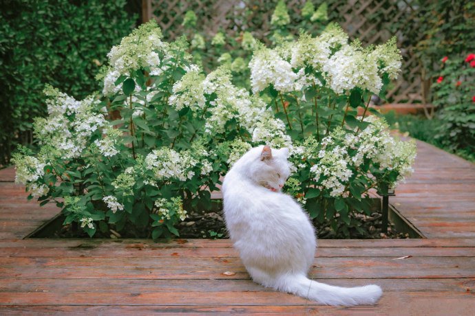 点击大图看下一张：绣球花下的漂亮猫咪