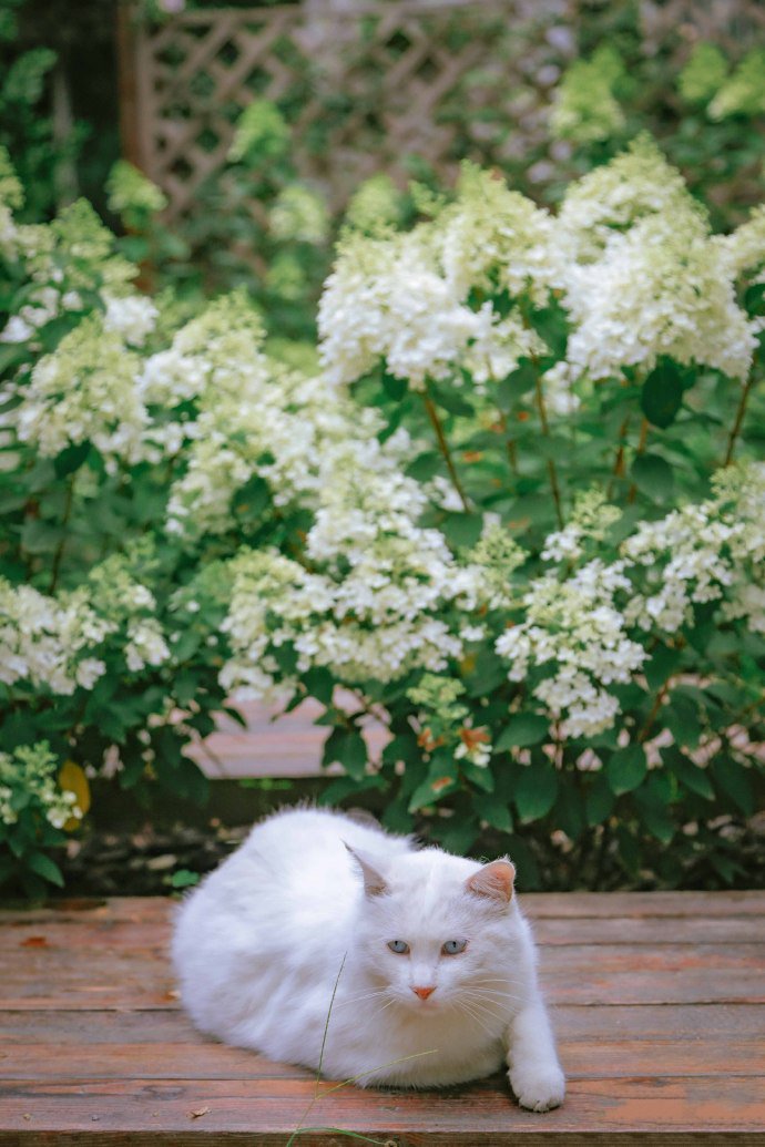 点击大图看下一张：绣球花下的漂亮猫咪