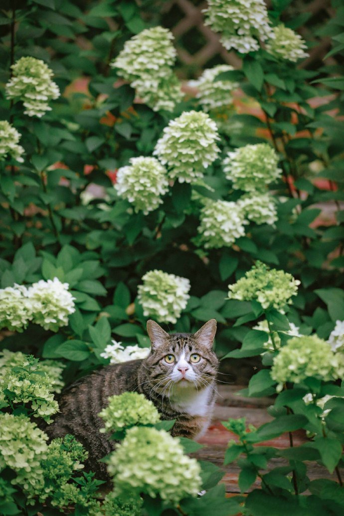 点击大图看下一张：绣球花下的漂亮猫咪