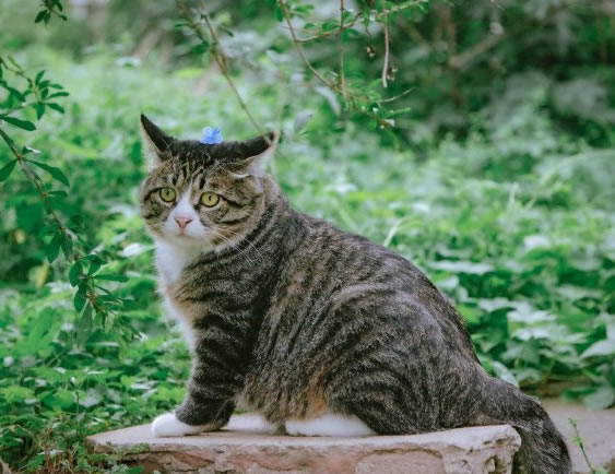 点击大图看下一张：脑袋上戴朵小花的狸花猫图片