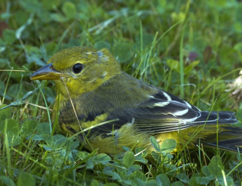 点击大图看下一张：乖巧的野生黄鹂鸟图片