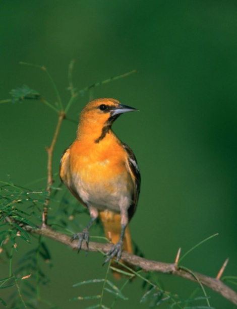 点击大图看下一张：乖巧的野生黄鹂鸟图片