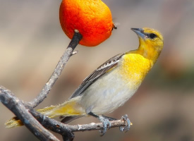 乖巧的野生黄鹂鸟图片