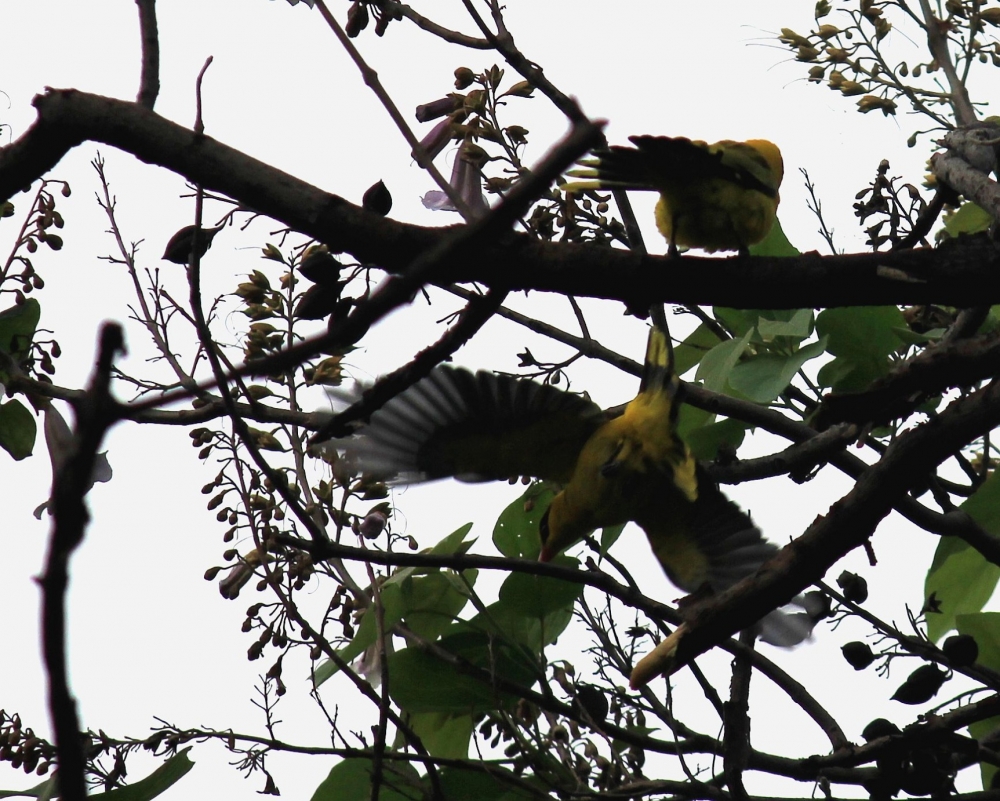 点击大图看下一张：一组黑枕黄鹂鸟图片