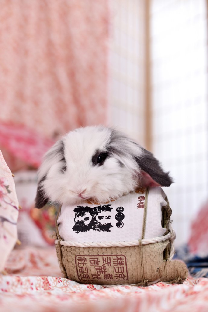 点击大图看下一张：眼睛是熊猫眼的小兔子