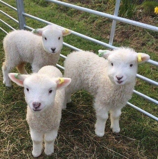 点击大图看下一张：一组超卖萌可爱的小羊