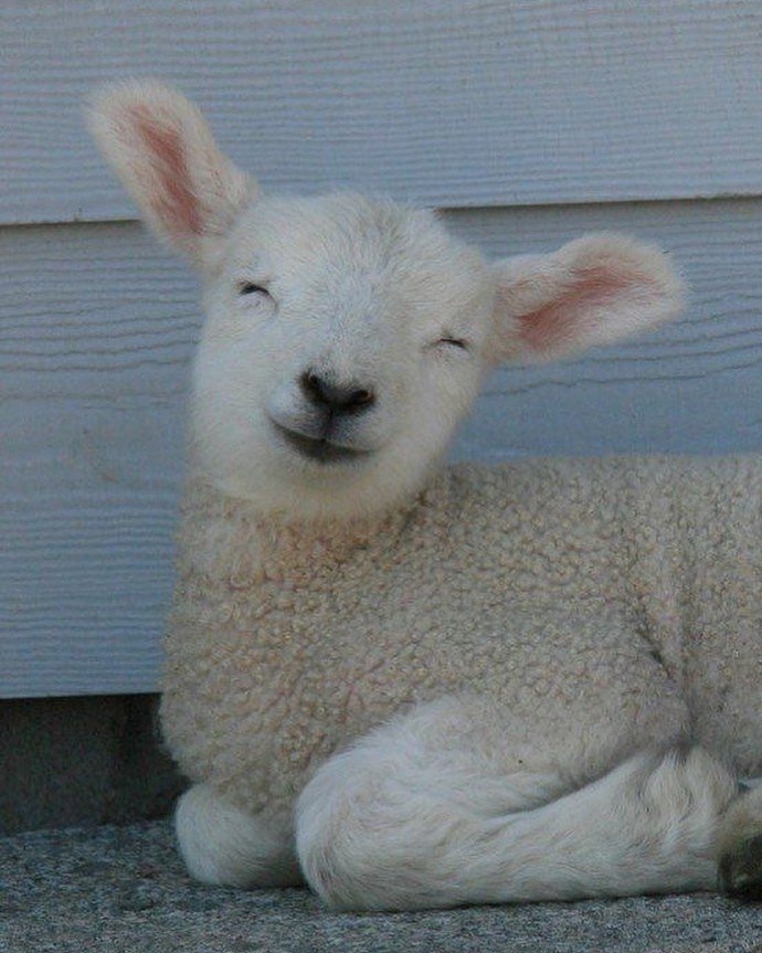 点击大图看下一张：一组超卖萌可爱的小羊