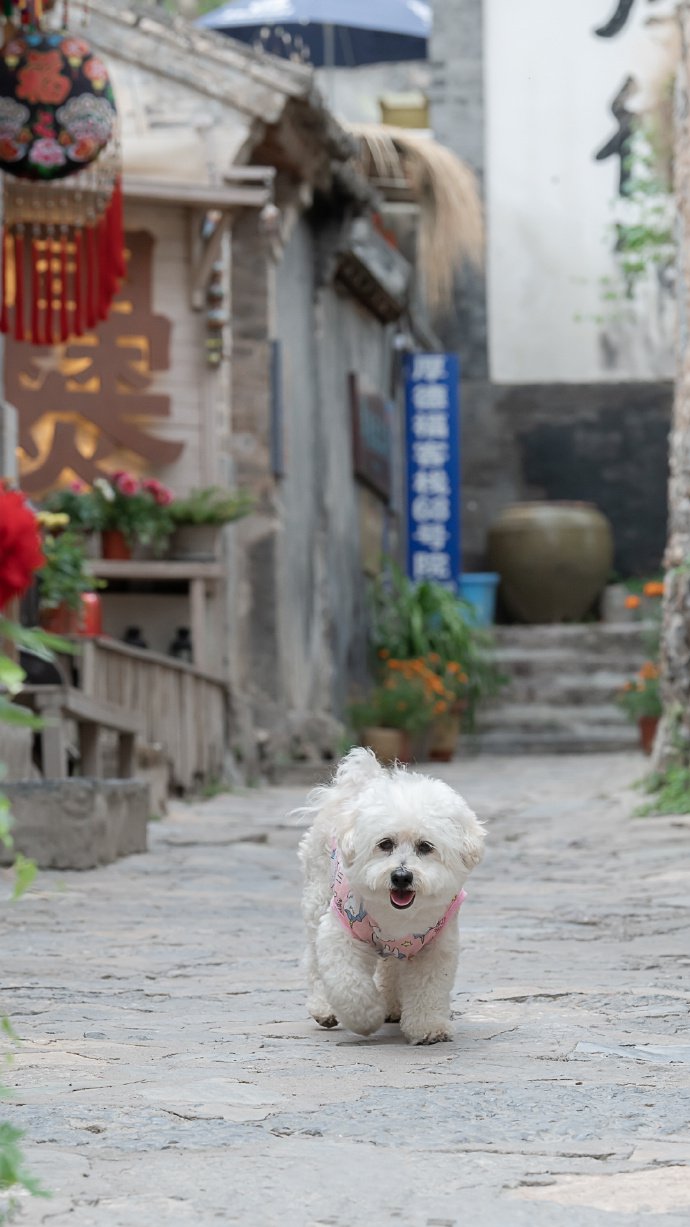 点击大图看下一张：小巷里可爱的小白狗