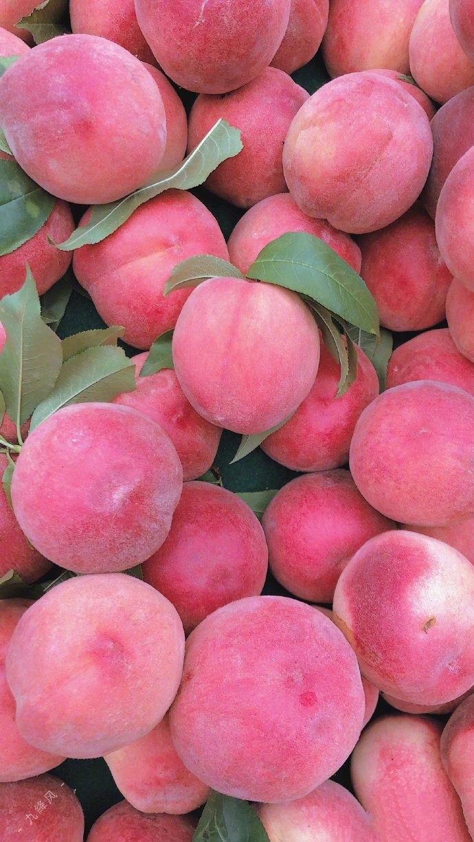 点击大图看下一张：一组粉粉颜值高的桃子图片