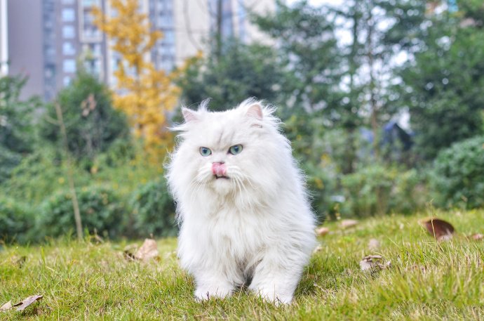 点击大图看下一张：聪明可爱的西伯利亚猫图片