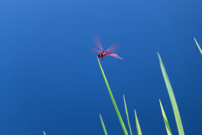点击大图看下一张：红蜻蜓振翅飞的模样