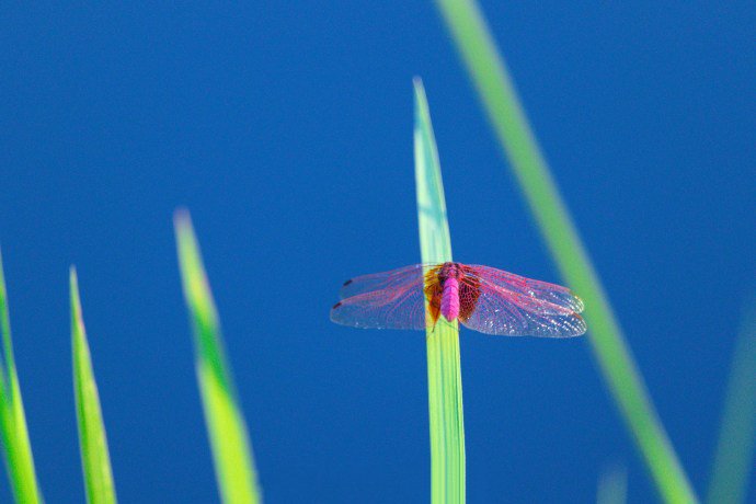 点击大图看下一张：红蜻蜓振翅飞的模样