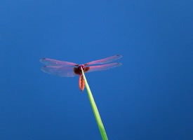 红蜻蜓振翅飞的模样