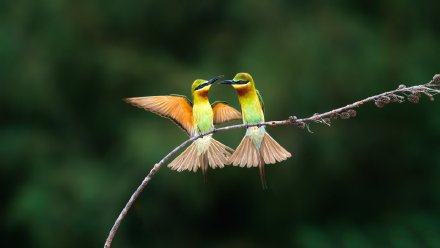 点击大图看下一张：大自然的鸟类摄影图片