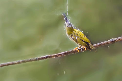 点击大图看下一张：喜欢在树丛间穿梭飞翔的纹背捕蛛鸟