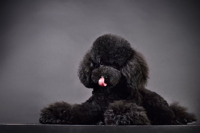 点击大图看下一张：黑色背景下可爱泰迪狗狗