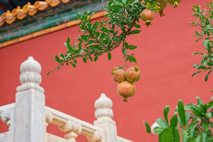点击大图看下一张：初秋紫荆城的石榴图片