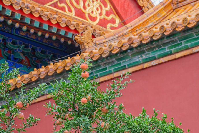 点击大图看下一张：初秋紫荆城的石榴图片