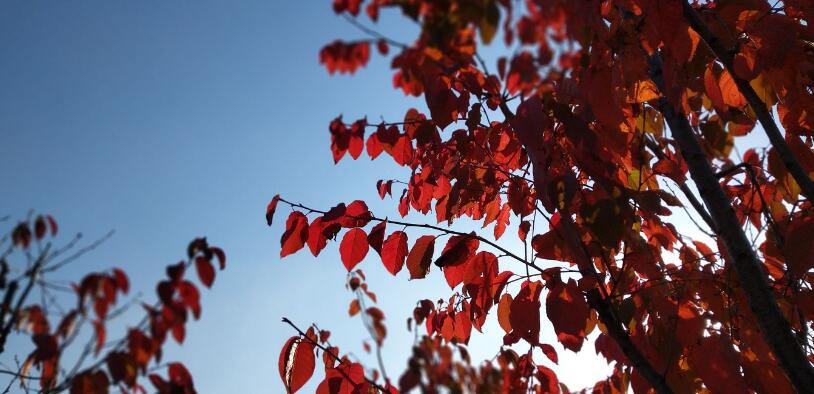 点击大图看下一张：北国秋天红叶景色图片