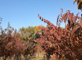 北国秋天红叶景色图片