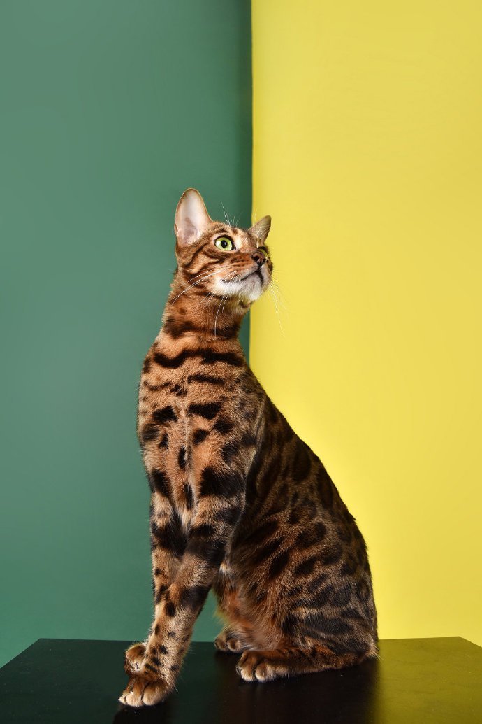 点击大图看下一张：一组超级酷的豹猫图片