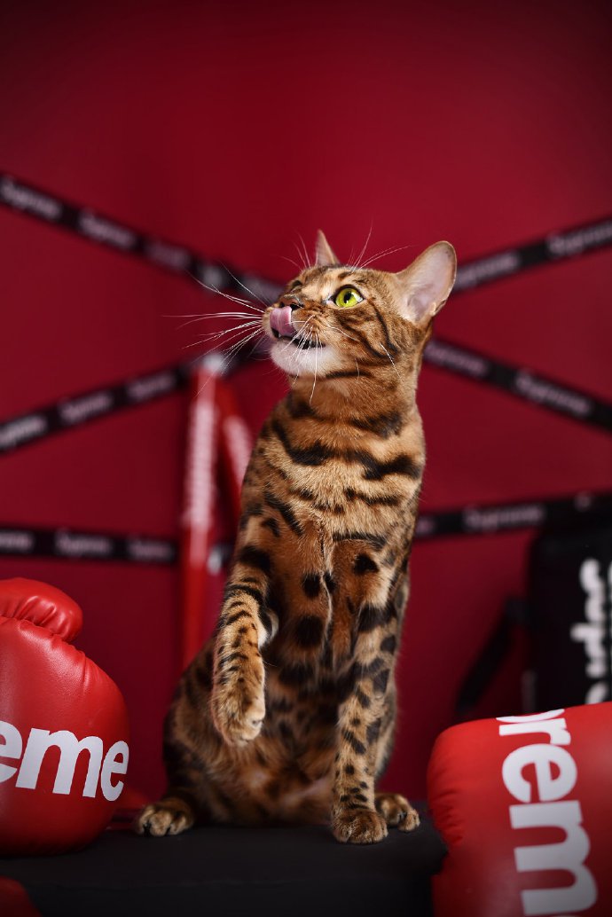 点击大图看下一张：一组超级酷的豹猫图片