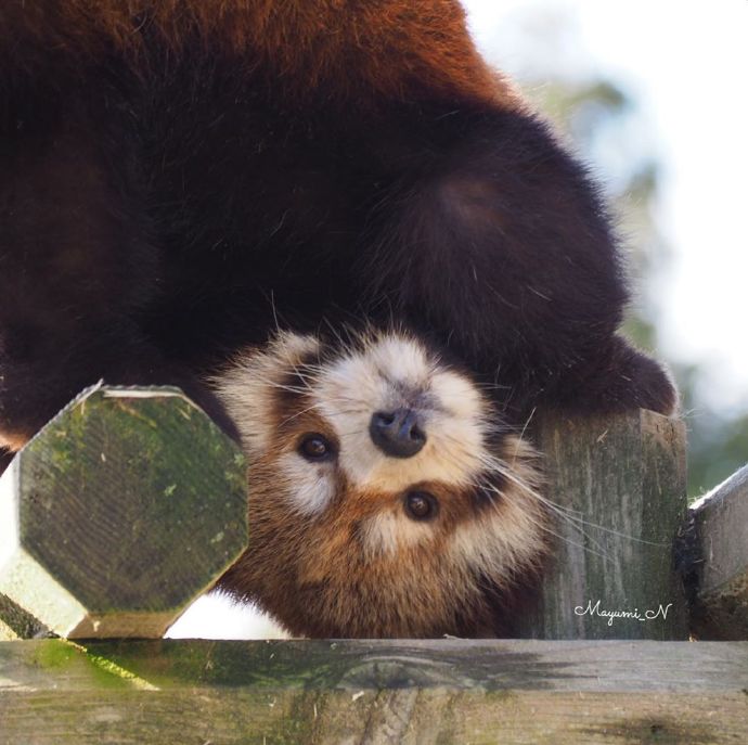 点击大图看下一张：一组毛绒绒可爱的小熊猫