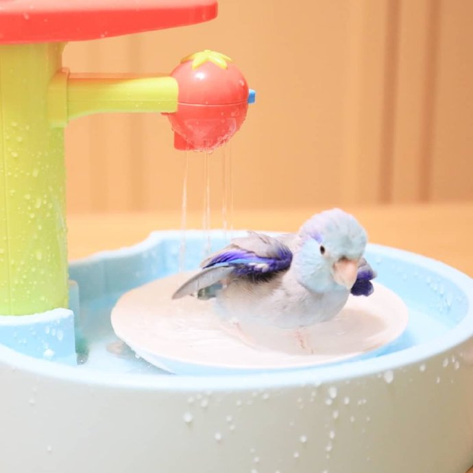 点击大图看下一张：一只酷爱洗澡的鹦鹉鸟