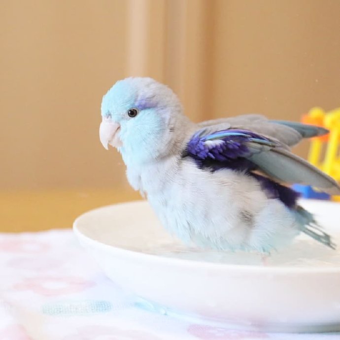 点击大图看下一张：一只酷爱洗澡的鹦鹉鸟