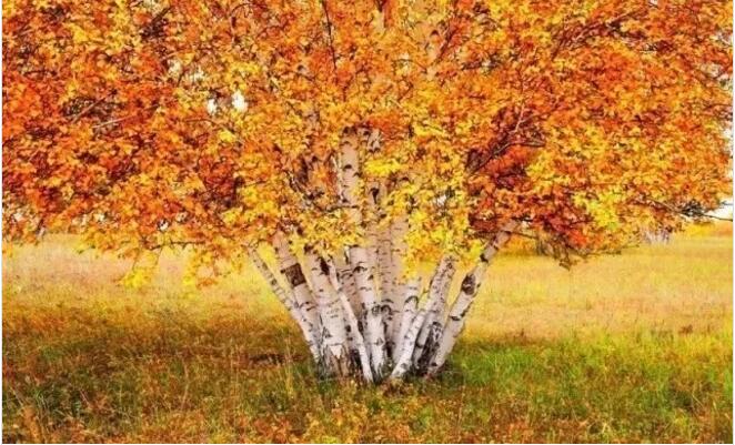 点击大图看下一张：秋天白桦林景色图片