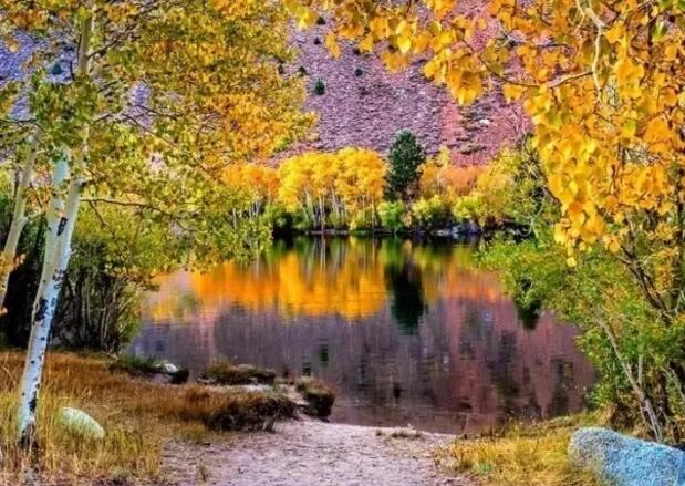 点击大图看下一张：秋天白桦林景色图片