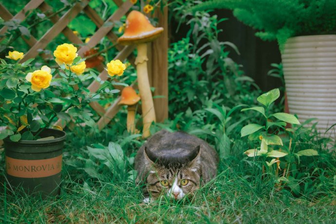 点击大图看下一张：在秘密花园里的狸花猫图片