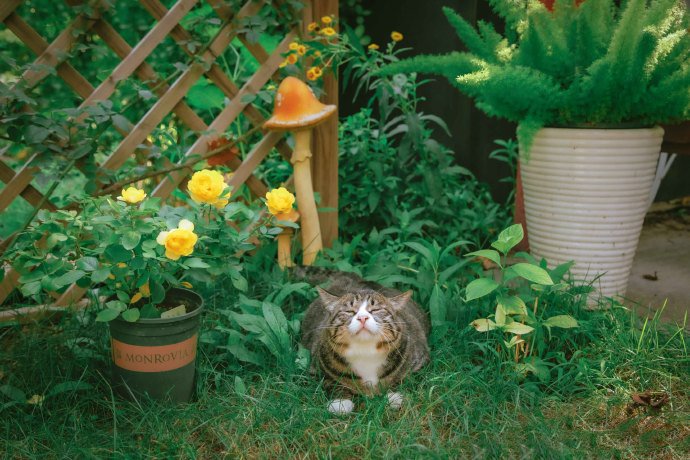 点击大图看下一张：在秘密花园里的狸花猫图片