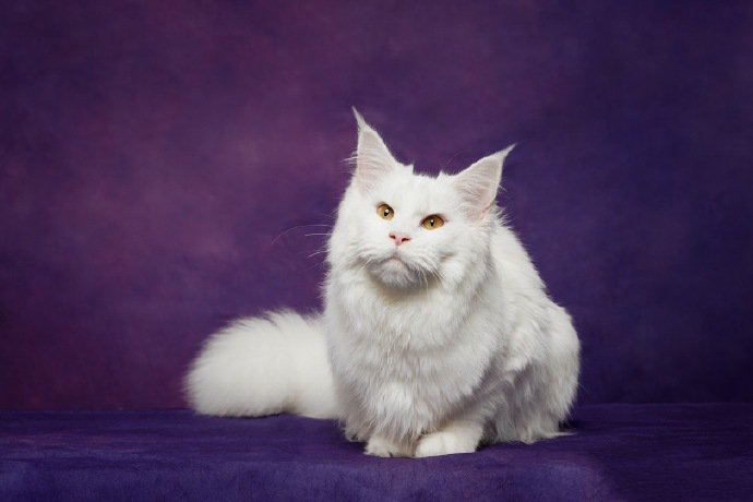 点击大图看下一张：一组紫色背景下的缅因猫图片