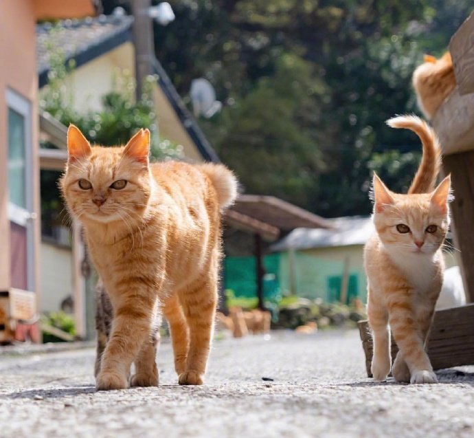 点击大图看下一张：一群英姿飒爽的猫咪图片