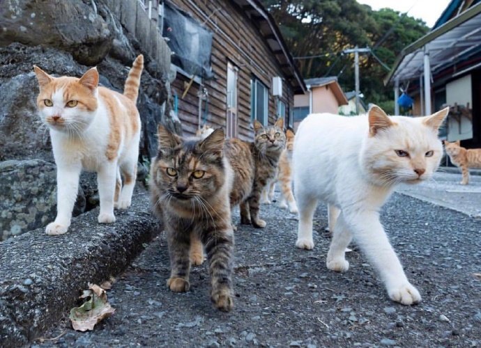点击大图看下一张：一群英姿飒爽的猫咪图片