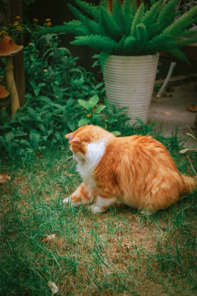 点击大图看下一张：花园里的美猫图片